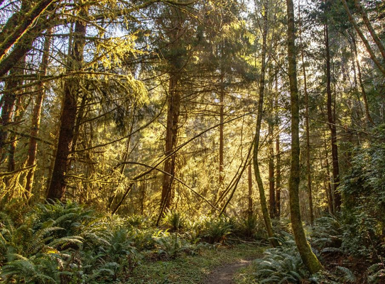 Screenshot 2025-03-28 at 12-51-43 Sunny forest with thin trees - Free Photo (49Gxm0) - Noun Project