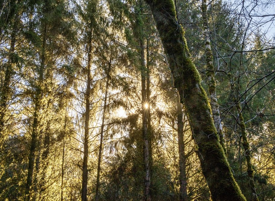 Screenshot 2025-03-28 at 12-51-59 Tall mossy trees with sun - Free Photo (5z1vQ0) - Noun Project