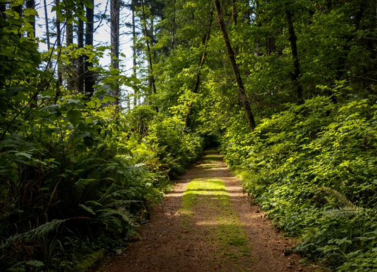 Screenshot 2025-03-28 at 12-52-36 Off-roading trail for small vehicle in the woods - Free Photo (4Mj11b) - Noun Project